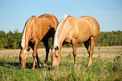 澳門碼今晚開什么特馬，澳門碼今晚特馬預(yù)測
