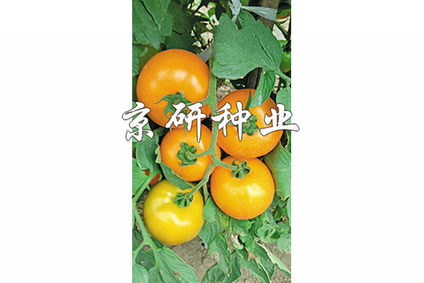 香港六消中特期期誰，香港六消中特期期誰揭曉？